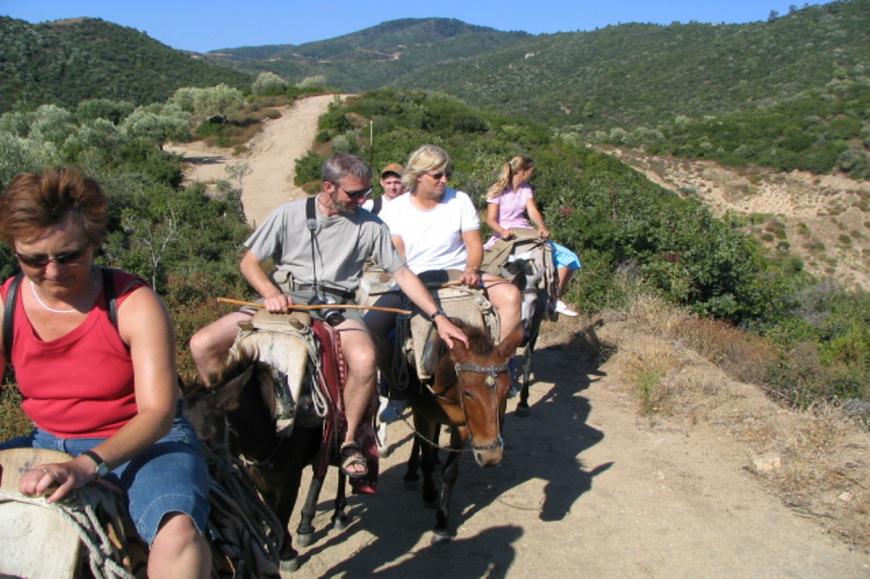 Mule Riding