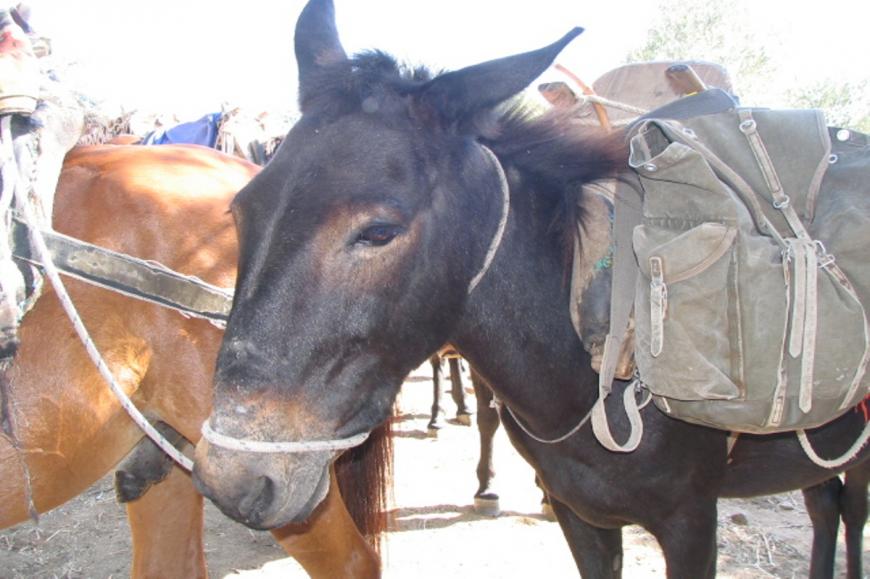 Mule Riding