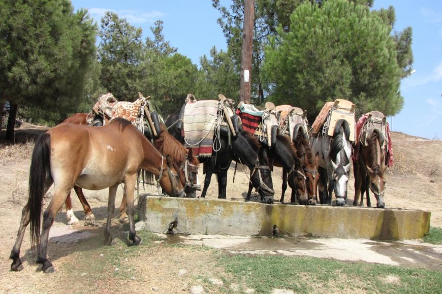 Mule Riding