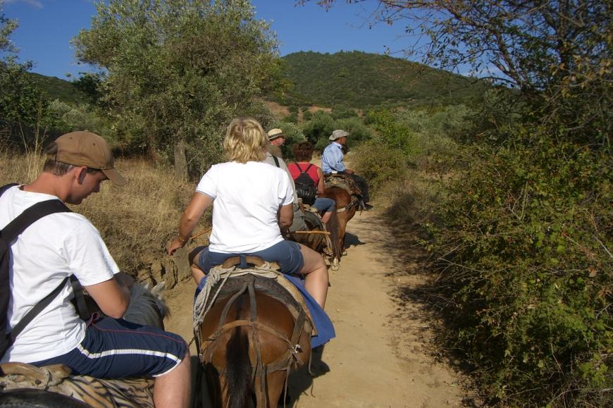 Mule Riding